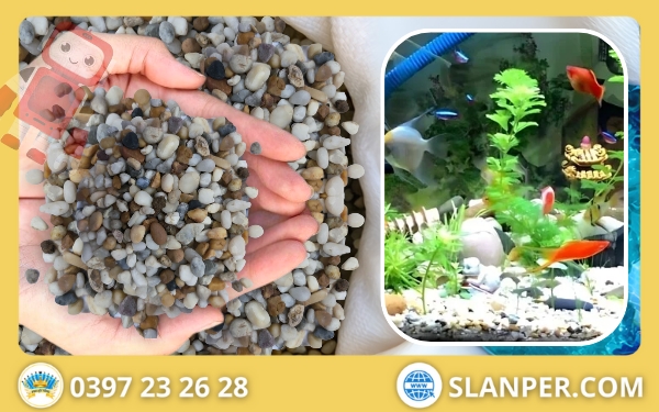 Thạch anh dải bể cá giúp lắng cặn tạp chất 